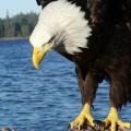 Bald Eagle closeup Bald Eagle closeup